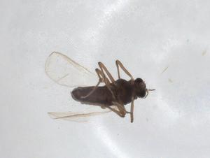  ( - CBG-A16204-F09)  @11 [ ] CreativeCommons - Attribution Share - Alike (2023) Centre for Biodiversity Genomics Centre for Biodiversity Genomics