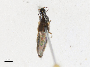  ( - CBG-A16655-A02)  @11 [ ] CreativeCommons - Attribution Share-Alike (2023) CBG Photography Group Centre for Biodiversity Genomics