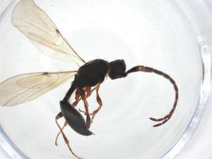  ( - CBG-A17024-F01)  @11 [ ] CreativeCommons - Attribution Share - Alike (2023) Centre for Biodiversity Genomics Centre for Biodiversity Genomics