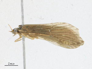  ( - CBG-A17491-C03)  @11 [ ] CreativeCommons - Attribution Share - Alike (2023) CBG Photography Group Centre for Biodiversity Genomics
