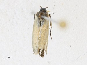  ( - CBG-A16659-F11)  @11 [ ] CreativeCommons - Attribution Share-Alike (2023) CBG Photography Group Centre for Biodiversity Genomics