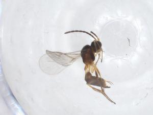  ( - CBG-A17359-B07)  @11 [ ] CreativeCommons - Attribution Share - Alike (2023) Centre for Biodiversity Genomics Centre for Biodiversity Genomics