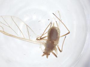  ( - CBG-A17972-A07)  @11 [ ] CreativeCommons - Attribution Share - Alike (2023) Centre for Biodiversity Genomics Centre for Biodiversity Genomics