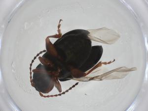  ( - CBG-A18485-D11)  @11 [ ] CreativeCommons - Attribution Share - Alike (2023) Centre for Biodiversity Genomics Centre for Biodiversity Genomics