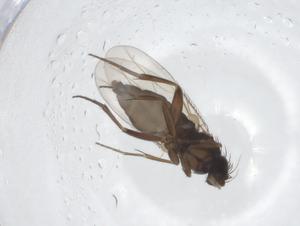  ( - CBG-A18962-G03)  @11 [ ] CreativeCommons - Attribution Share - Alike (2023) Centre for Biodiversity Genomics Centre for Biodiversity Genomics