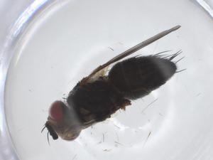 ( - CBG-A19163-E05)  @11 [ ] CreativeCommons - Attribution Share - Alike (2023) Centre for Biodiversity Genomics Centre for Biodiversity Genomics