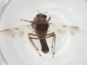  ( - CBG-A19495-E07)  @11 [ ] CreativeCommons - Attribution Share - Alike (2023) Centre for Biodiversity Genomics Centre for Biodiversity Genomics