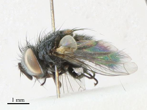  ( - CBG-A21633-C12)  @11 [ ] CreativeCommons - Attribution Share - Alike (2023) CBG Photography Group Centre for Biodiversity Genomics