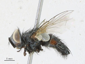  ( - CBG-A21635-A04)  @11 [ ] CreativeCommons - Attribution Share - Alike (2023) CBG Photography Group Centre for Biodiversity Genomics