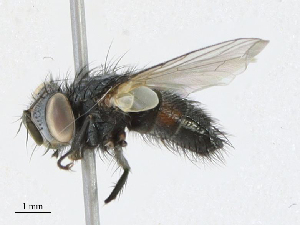  ( - CBG-A21635-A05)  @11 [ ] CreativeCommons - Attribution Share - Alike (2023) CBG Photography Group Centre for Biodiversity Genomics