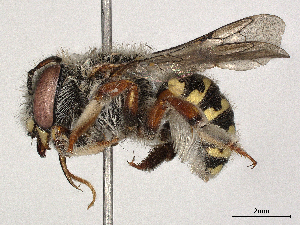  ( - CBG-A18356-D05)  @11 [ ] CreativeCommons - Attribution Share - Alike (2023) CBG Photography Group Centre for Biodiversity Genomics