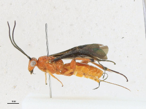  (Cremnops witkopegasus - CBG-A18358-E04)  @11 [ ] CreativeCommons - Attribution Share - Alike (2023) CBG Photography Group Centre for Biodiversity Genomics