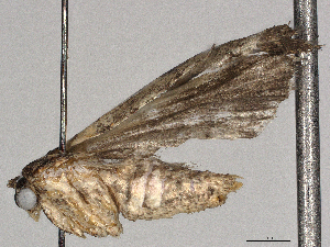  ( - CBG-A18369-B04)  @11 [ ] CreativeCommons - Attribution Share - Alike (2023) CBG Photography Group Centre for Biodiversity Genomics