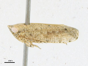  ( - CBG-A18369-C06)  @11 [ ] CreativeCommons - Attribution Share - Alike (2023) CBG Photography Group Centre for Biodiversity Genomics