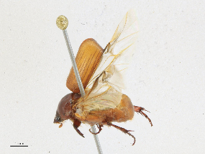  ( - CBG-A18369-F09)  @11 [ ] CreativeCommons - Attribution Share - Alike (2023) CBG Photography Group Centre for Biodiversity Genomics