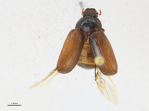  ( - CBG-A18369-F10)  @11 [ ] CreativeCommons - Attribution Share - Alike (2023) CBG Photography Group Centre for Biodiversity Genomics