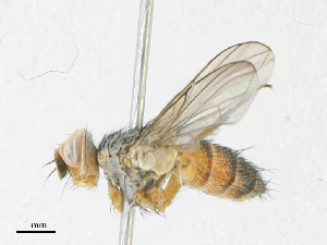  ( - CBG-A18399-C12)  @11 [ ] CreativeCommons - Attribution Share - Alike (2023) CBG Photography Group Centre for Biodiversity Genomics