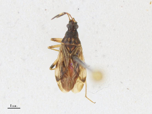  ( - CBG-A18399-E10)  @11 [ ] CreativeCommons - Attribution Share - Alike (2023) CBG Photography Group Centre for Biodiversity Genomics
