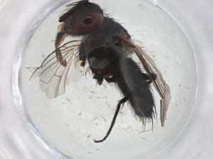  ( - CBG-A21226-A11)  @11 [ ] CreativeCommons - Attribution Share - Alike (2023) Centre for Biodiversity Genomics Centre for Biodiversity Genomics