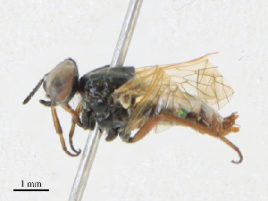  ( - CBG-A21603-D10)  @11 [ ] CreativeCommons - Attribution Share - Alike (2023) CBG Photography Group Centre for Biodiversity Genomics