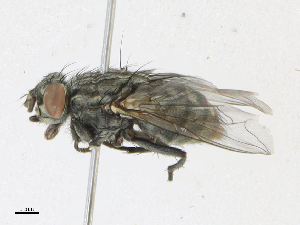  ( - CBG-A21682-B11)  @11 [ ] CreativeCommons - Attribution Share - Alike (2023) CBG Photography Group Centre for Biodiversity Genomics