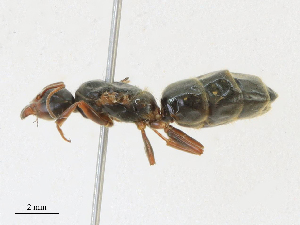  ( - CBG-A21713-B11)  @11 [ ] CreativeCommons - Attribution Share - Alike (2023) CBG Photography Group Centre for Biodiversity Genomics