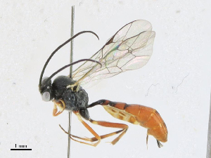  ( - CBG-A21714-A03)  @11 [ ] CreativeCommons - Attribution Share - Alike (2023) CBG Photography Group Centre for Biodiversity Genomics