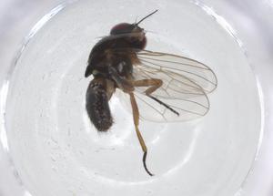  ( - CBG-A19365-G03)  @11 [ ] CreativeCommons - Attribution Share - Alike (2023) Centre for Biodiversity Genomics Centre for Biodiversity Genomics