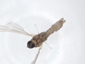  ( - CBG-A19371-A06)  @11 [ ] CreativeCommons - Attribution Share - Alike (2023) Centre for Biodiversity Genomics Centre for Biodiversity Genomics