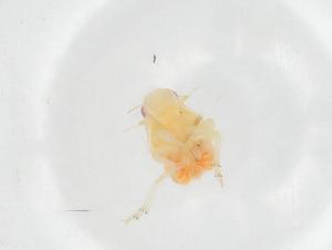  ( - CBG-A20583-D11)  @11 [ ] CreativeCommons - Attribution Share - Alike (2023) Centre for Biodiversity Genomics Centre for Biodiversity Genomics