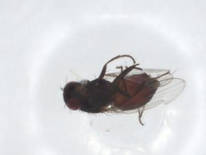  ( - CBG-A21113-F02)  @11 [ ] CreativeCommons - Attribution Share - Alike (2023) Centre for Biodiversity Genomics Centre for Biodiversity Genomics