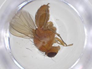  ( - CBG-A21136-G05)  @11 [ ] CreativeCommons - Attribution Share - Alike (2023) Centre for Biodiversity Genomics Centre for Biodiversity Genomics