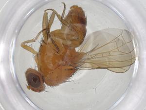  ( - CBG-A21140-D03)  @11 [ ] CreativeCommons - Attribution Share - Alike (2023) Centre for Biodiversity Genomics Centre for Biodiversity Genomics