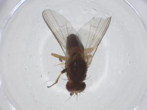  ( - CBG-A21155-F07)  @11 [ ] CreativeCommons - Attribution Share - Alike (2023) Centre for Biodiversity Genomics Centre for Biodiversity Genomics
