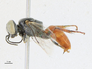  ( - CBG-A21656-A03)  @11 [ ] CreativeCommons - Attribution Share-Alike (2023) CBG Photography Group Centre for Biodiversity Genomics