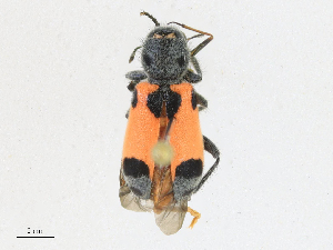  ( - CBG-A21684-C05)  @11 [ ] CreativeCommons - Attribution Share - Alike (2023) CBG Photography Group Centre for Biodiversity Genomics