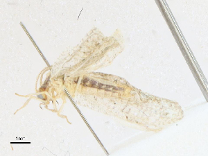  ( - CBG-A21685-G04)  @11 [ ] CreativeCommons - Attribution Share-Alike (2023) CBG Photography Group Centre for Biodiversity Genomics