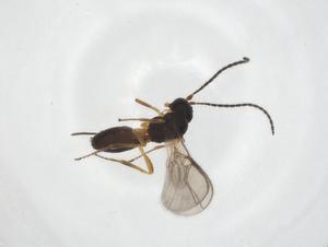  ( - CBG-A23191-F10)  @11 [ ] CreativeCommons - Attribution Share - Alike (2023) Centre for Biodiversity Genomics Centre for Biodiversity Genomics