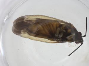  ( - CBG-A23214-A01)  @11 [ ] CreativeCommons - Attribution Share - Alike (2023) Centre for Biodiversity Genomics Centre for Biodiversity Genomics