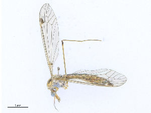  ( - CBG-A23357-H10)  @11 [ ] CreativeCommons - Attribution Share - Alike (2023) CBG Photography Group Centre for Biodiversity Genomics