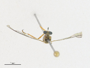  ( - CBG-A18364-D01)  @11 [ ] CreativeCommons - Attribution Share - Alike (2023) CBG Photography Group Centre for Biodiversity Genomics