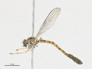  ( - CBG-A18364-E03)  @11 [ ] CreativeCommons - Attribution Share - Alike (2023) CBG Photography Group Centre for Biodiversity Genomics