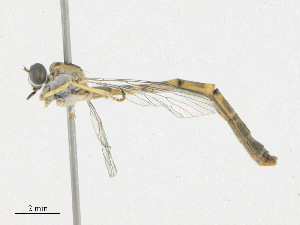  ( - CBG-A18364-E05)  @11 [ ] CreativeCommons - Attribution Share - Alike (2023) CBG Photography Group Centre for Biodiversity Genomics