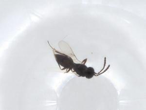  ( - CBG-A22311-D06)  @11 [ ] CreativeCommons - Attribution Share - Alike (2023) Centre for Biodiversity Genomics Centre for Biodiversity Genomics