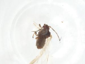  ( - CBG-A23236-A03)  @11 [ ] CreativeCommons - Attribution Share - Alike (2023) Centre for Biodiversity Genomics Centre for Biodiversity Genomics