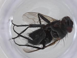  ( - CBG-A23693-C10)  @11 [ ] CreativeCommons - Attribution Share - Alike (2023) Centre for Biodiversity Genomics Centre for Biodiversity Genomics