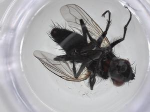  ( - CBG-A23693-F12)  @11 [ ] CreativeCommons - Attribution Share - Alike (2023) Centre for Biodiversity Genomics Centre for Biodiversity Genomics