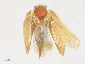  ( - CBG-A21752-G06)  @11 [ ] CreativeCommons - Attribution Share - Alike (2023) CBG Photography Group Centre for Biodiversity Genomics