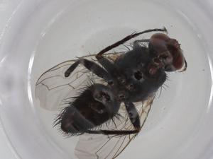  ( - CBG-A22232-F03)  @11 [ ] CreativeCommons - Attribution Share - Alike (2023) Centre for Biodiversity Genomics Centre for Biodiversity Genomics