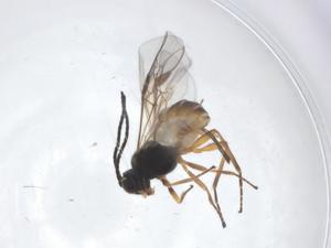  ( - CBG-A22415-A08)  @11 [ ] CreativeCommons - Attribution Share - Alike (2023) Centre for Biodiversity Genomics Centre for Biodiversity Genomics
